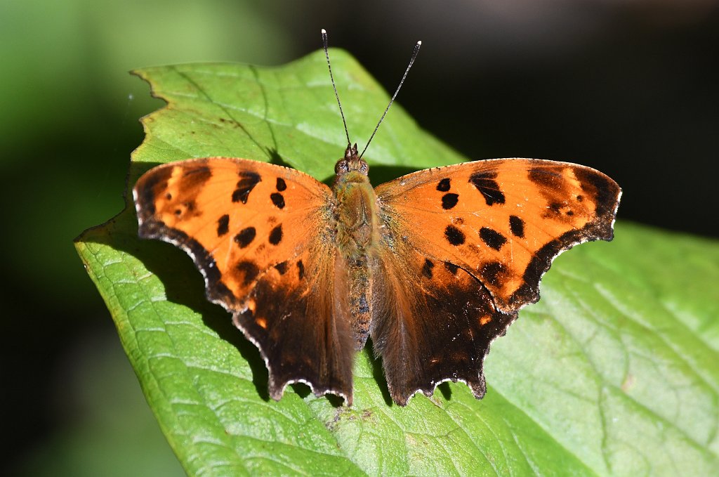 061 2018-07075774 Broad Meadow Brook, MA.JPG - Eastern Comma Butterfly (Polygonia comma). Broad Meadow Brook Wildlife Sanctuary, MA, 7-7-2018